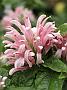 Justica carnea